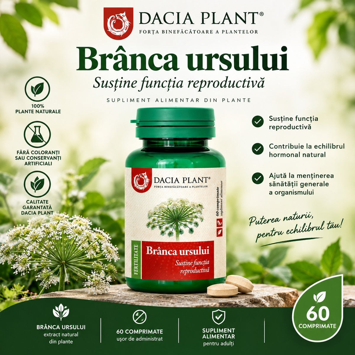 Branca Ursului 60 tablets Dacia Plant